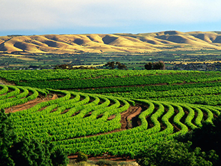 McLaren Vale Wine region